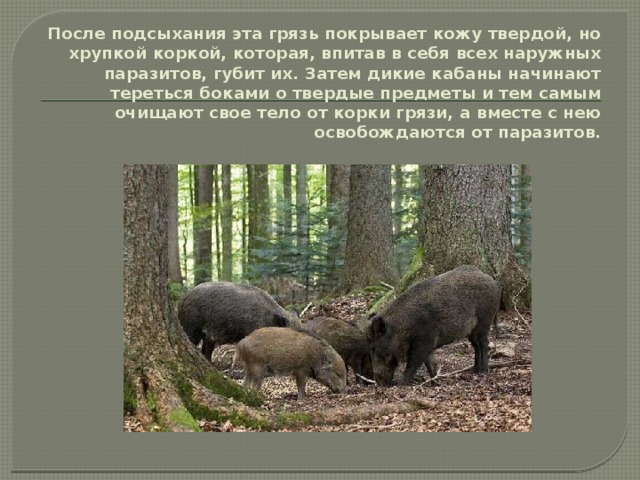 После подсыхания эта грязь покрывает кожу твердой, но хрупкой коркой, которая, впитав в себя всех наружных паразитов, губит их. Затем дикие кабаны начинают тереться боками о твердые предметы и тем самым очищают свое тело от корки грязи, а вместе с нею освобождаются от паразитов.   