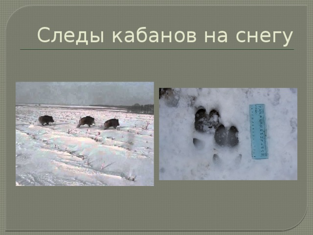 Следы кабанов на снегу 