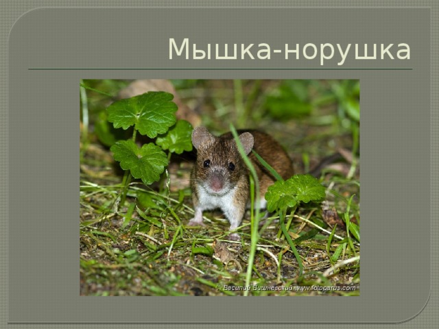 Мышка-норушка 