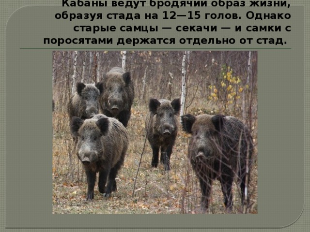 Кабаны ведут бродячий образ жизни, образуя стада на 12—15 голов. Однако старые самцы — секачи — и самки с поросятами держатся отдельно от стад. 