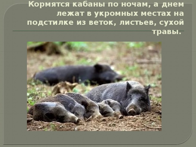 Кормятся кабаны по ночам, а днем лежат в укромных местах на подстилке из веток, листьев, сухой травы. 