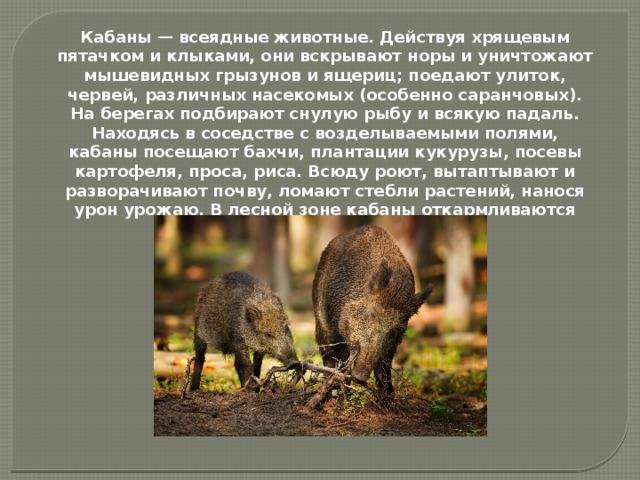 Кабаны — всеядные животные. Действуя хрящевым пятачком и клыками, они вскрывают норы и уничтожают мышевидных грызунов и ящериц; поедают улиток, червей, различных насекомых (особенно саранчовых). На берегах подбирают снулую рыбу и всякую падаль. Находясь в соседстве с возделываемыми полями, кабаны посещают бахчи, плантации кукурузы, посевы картофеля, проса, риса. Всюду роют, вытаптывают и разворачивают почву, ломают стебли растений, нанося урон урожаю. В лесной зоне кабаны откармливаются орехами и желудями. 
