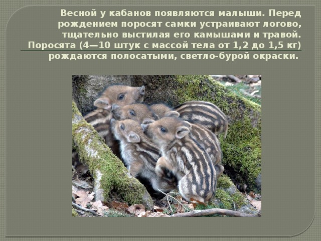 Весной у кабанов появляются малыши. Перед рождением поросят самки устраивают логово, тщательно выстилая его камышами и травой. Поросята (4—10 штук с массой тела от 1,2 до 1,5 кг) рождаются полосатыми, светло-бурой окраски. 