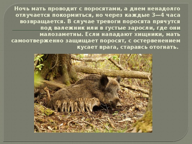 Ночь мать проводит с поросятами, а днем ненадолго отлучается покормиться, но через каждые 3—4 часа возвращается. В случае тревоги поросята прячутся под валежник или в густые заросли, где они малозаметны. Если нападают хищники, мать самоотверженно защищает поросят, с остервенением кусает врага, стараясь отогнать. 
