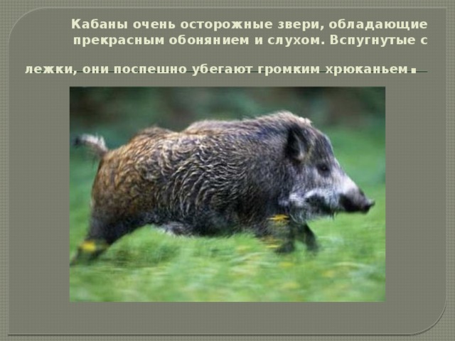 Кабаны очень осторожные звери, обладающие прекрасным обонянием и слухом. Вспугнутые с лежки, они поспешно убегают громким хрюканьем . 
