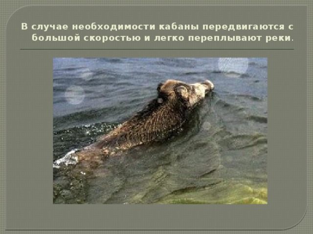 В случае необходимости кабаны передвигаются с большой скоростью и легко переплывают реки .   