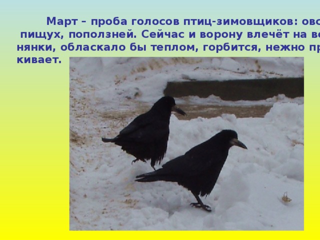  Март – проба голосов птиц-зимовщиков: овсянок,  пищух, поползней. Сейчас и ворону влечёт на вес- нянки, обласкало бы теплом, горбится, нежно прикар- кивает. 