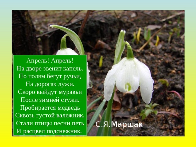 Апрель! Апрель!  На дворе звенит капель.  По полям бегут ручьи,  На дорогах лужи.  Скоро выйдут муравьи  После зимней стужи.  Пробирается медведь  Сквозь густой валежник.  Стали птицы песни петь  И расцвел подснежник.  С.Я.Маршак 