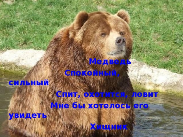   Медведь  Спокойный, сильный  Спит, охотится, ловит  Мне бы хотелось его увидеть  Хищник  