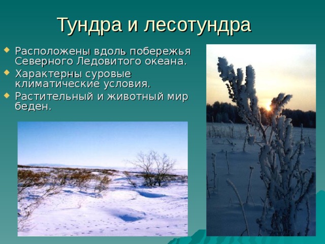 Тундра и лесотундра Расположены вдоль побережья Северного Ледовитого океана. Характерны суровые климатические условия. Растительный и животный мир беден. 