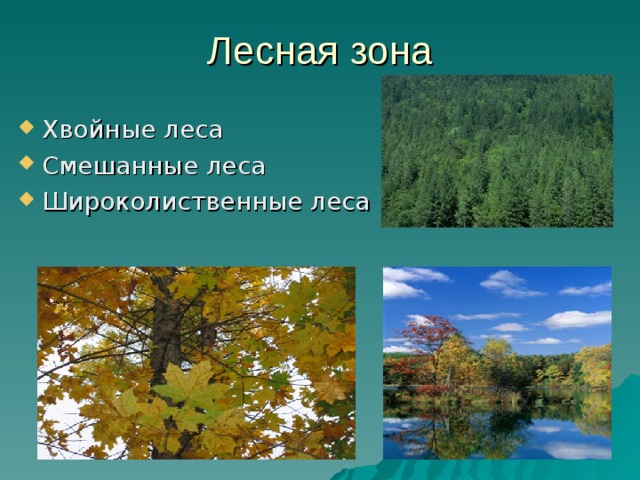 Лесная зона Хвойные леса Смешанные леса Широколиственные леса 