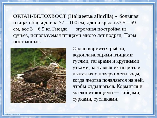 ОРЛАН-БЕЛОХВОСТ (Haliaeetus albicilla) - большая птица: общая длина 77—100 см, длина крыла 57,5—69 см, вес 3—6,5 кг. Гнездо — огромная постройка из сучьев, используемая птицами много лет подряд. Пары постоянные. Орлан кормится рыбой, водоплавающими птицами: гусями, гагарами и крупными утками, заставляя их нырять и хватая их с поверхности воды, когда жертва появляется на ней, чтобы отдышаться. Кормится и млекопитающими — зайцами, сурками, сусликами. 