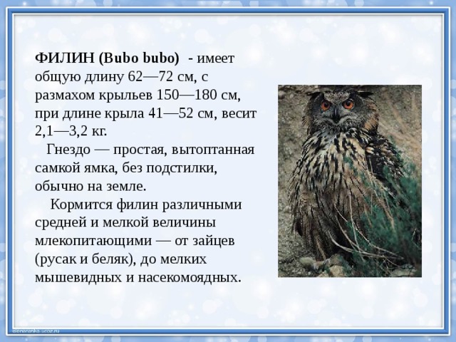 ФИЛИН (Bubo bubo) - имеет общую длину 62—72 см, с размахом крыльев 150—180 см, при длине крыла 41—52 см, весит 2,1—3,2 кг.  Гнездо — простая, вытоптанная самкой ямка, без подстилки, обычно на земле.  Кормится филин различными средней и мелкой величины млекопитающими — от зайцев (русак и беляк), до мелких мышевидных и насекомоядных. 