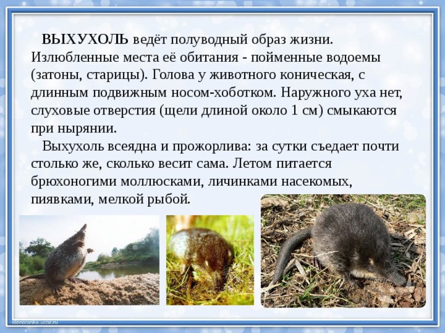  ВЫХУХОЛЬ ведёт полуводный образ жизни. Излюбленные места её обитания - пойменные водоемы (затоны, старицы). Голова у животного коническая, с длинным подвижным носом-хоботком. Наружного уха нет, слуховые отверстия (щели длиной около 1 см) смыкаются при нырянии.  Выхухоль всеядна и прожорлива: за сутки съедает почти столько же, сколько весит сама. Летом питается брюхоногими моллюсками, личинками насекомых, пиявками, мелкой рыбой. 