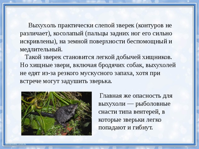  Выхухоль практически слепой зверек (контуров не различает), косолапый (пальцы задних ног его сильно искривлены), на земной поверхности беспомощный и медлительный.  Такой зверек становится легкой добычей хищников. Но хищные звери, включая бродячих собак, выхухолей не едят из-за резкого мускусного запаха, хотя при встрече могут задушить зверька.  Главная же опасность для выхухоли — рыболовные снасти типа вентерей, в которые зверьки легко попадают и гибнут. 