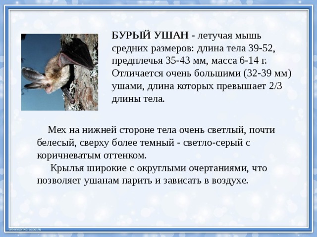 БУРЫЙ УШАН - летучая мышь средних размеров: длина тела 39-52, предплечья 35-43 мм, масса 6-14 г. Отличается очень большими (32-39 мм) ушами, длина которых превышает 2/3 длины тела.  Мех на нижней стороне тела очень светлый, почти белесый, сверху более темный - светло-серый с коричневатым оттенком.  Крылья широкие с округлыми очертаниями, что позволяет ушанам парить и зависать в воздухе. 