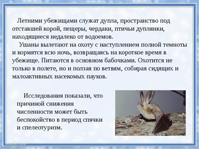  Летними убежищами служат дупла, пространство под отставшей корой, пещеры, чердаки, птичьи дуплянки, находящиеся недалеко от водоемов.  Ушаны вылетают на охоту с наступлением полной темноты и кормятся всю ночь, возвращаясь на короткое время в убежище. Питаются в основном бабочками. Охотится не только в полете, но и ползая по ветвям, собирая сидящих и малоактивных насекомых пауков.  Исследования показали, что причиной снижения численности может быть беспокойство в период спячки и спелеотуризм. 