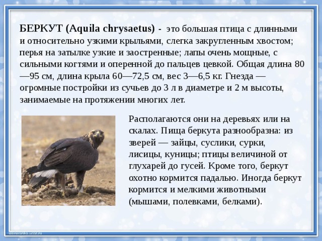 БЕРКУТ (Aquila chrysaetus) - это большая птица с длинными и относительно узкими крыльями, слегка закругленным хвостом; перья на затылке узкие и заостренные; лапы очень мощные, с сильными когтями и оперенной до пальцев цевкой. Общая длина 80—95 см, длина крыла 60—72,5 см, вес 3—6,5 кг. Гнезда — огромные постройки из сучьев до 3 л в диаметре и 2 м высоты, занимаемые на протяжении многих лет. Располагаются они на деревьях или на скалах. Пища беркута разнообразна: из зверей — зайцы, суслики, сурки, лисицы, куницы; птицы величиной от глухарей до гусей. Кроме того, беркут охотно кормится падалью. Иногда беркут кормится и мелкими животными (мышами, полевками, белками). 