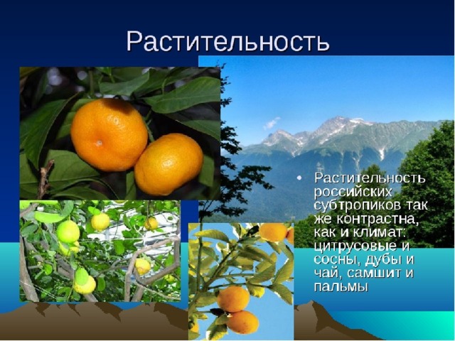 растительность 