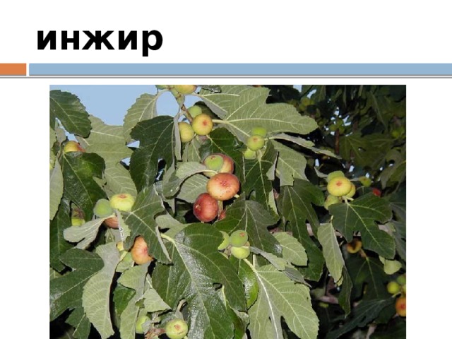 инжир 