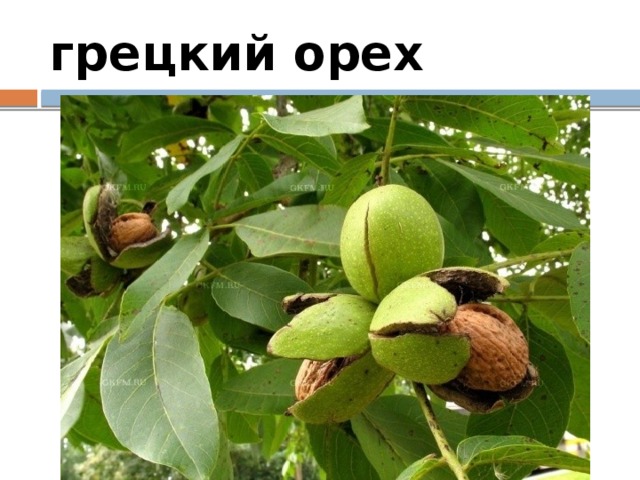 грецкий орех 