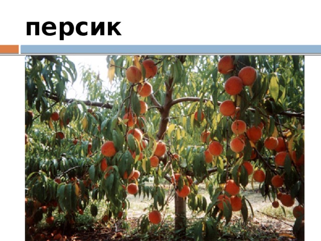 персик 