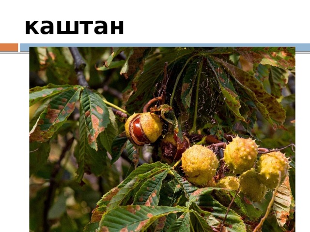 каштан 