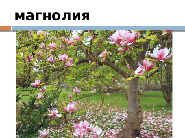 магнолия 