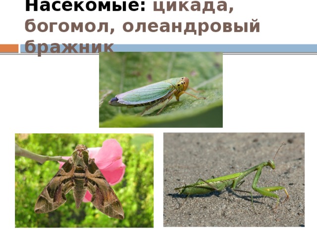 Насекомые: цикада, богомол, олеандровый бражник 