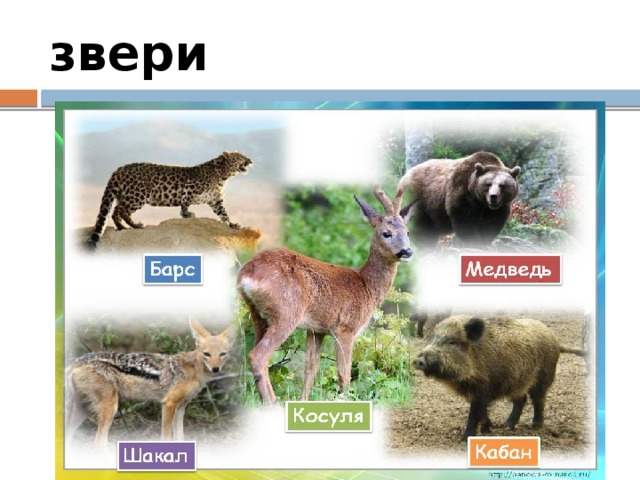 звери 
