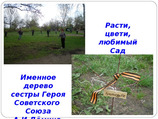 Расти, цвети, любимый Сад Именное дерево сестры Героя Советского Союза А.И.Дёмина 