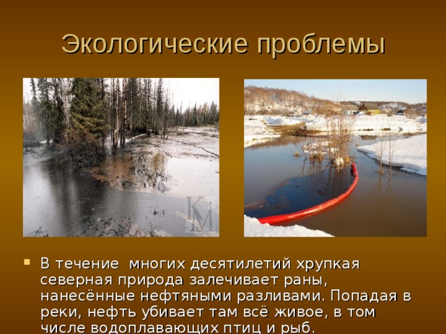 Экологические проблемы В течение многих десятилетий хрупкая северная природа залечивает раны, нанесённые нефтяными разливами. Попадая в реки, нефть убивает там всё живое, в том числе водоплавающих птиц и рыб. 