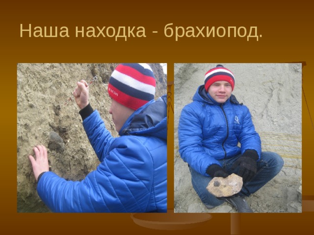 Наша находка - брахиопод. 