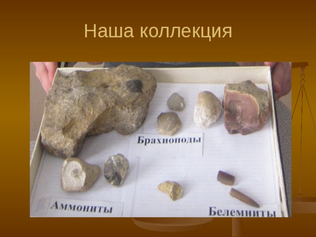 Наша коллекция 