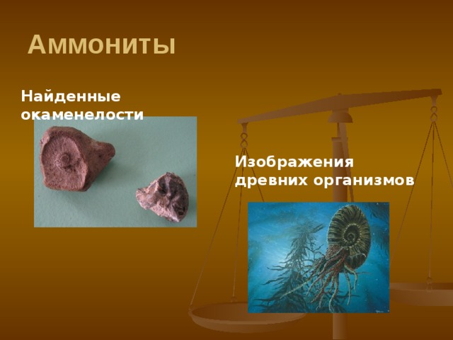  Аммониты   Найденные окаменелости Изображения древних организмов 