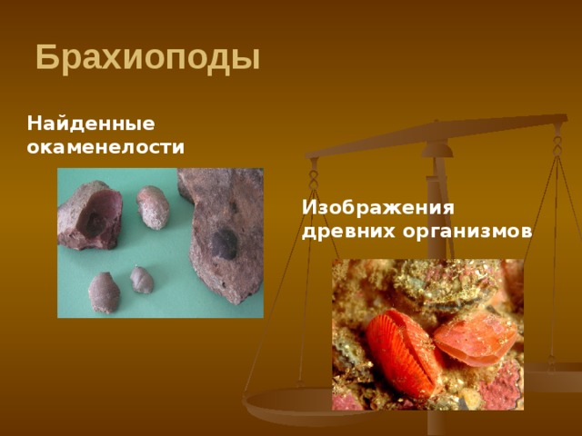 Брахиоподы Найденные окаменелости Изображения древних организмов 