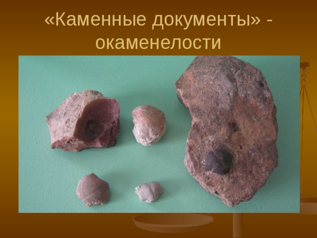 «Каменные документы» - окаменелости 