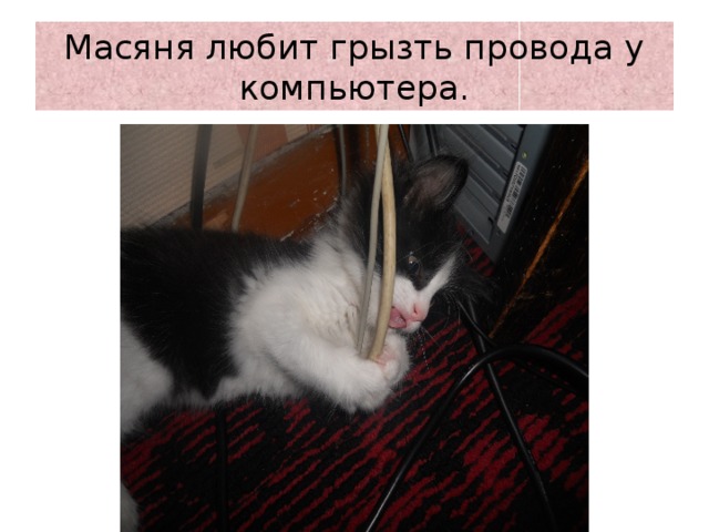 Масяня любит грызть провода у компьютера. 