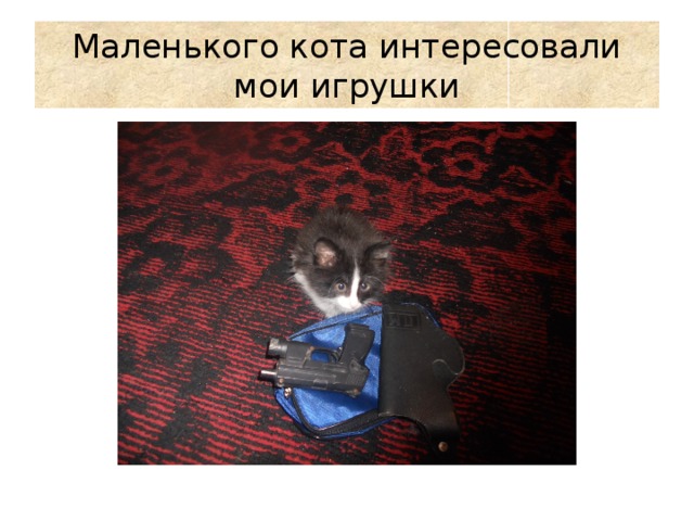 Маленького кота интересовали мои игрушки 