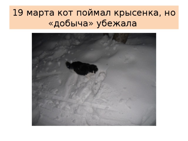 19 марта кот поймал крысенка, но «добыча» убежала 