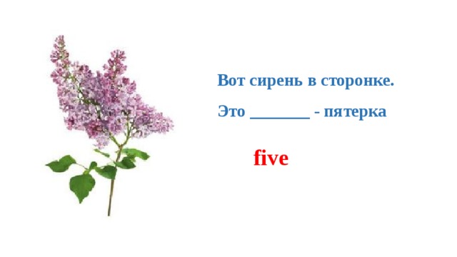 Вот сирень в сторонке.   Это _______ - пятерка five 