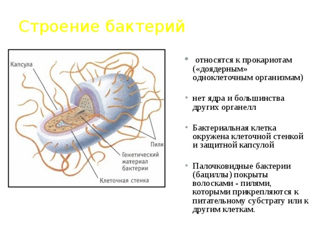 Строение бактерий  относятся к прокариотам («доядерным» одноклеточным организмам) нет ядра и большинства других органелл Бактериальная клетка окружена клеточной стенкой и защитной капсулой  Палочковидные бактерии (бациллы) покрыты волосками - пилями, которыми прикрепляются к питательному субстрату или к другим клеткам. 