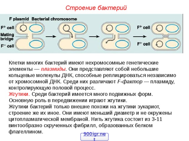 Строение бактерий Клетки многих бактерий имеют нехромосомные генетические элементы — плазмиды . Они представляют собой небольшие кольцевые молекулы ДНК, способные реплицироваться независимо от хромосомной ДНК. Среди них различают F-фактор — плазмиду, контролирующую половой процесс. Жгутики. Среди бактерий имеется много подвижных форм. Основную роль в передвижении играют жгутики. Жгутики бактерий только внешне похожи на жгутики эукариот, строение же их иное. Они имеют меньший диаметр и не окружены цитоплазматической мембраной. Нить жгутика состоит из 3-11 винтообразно скрученных фибрилл, образованных белком флагеллином. 900igr.net  
