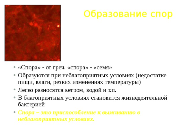 Образование спор «Спора» - от греч. «спора» - «семя» Образуются при неблагоприятных условиях (недостатке пищи, влаги, резких изменениях температуры) Легко разносятся ветром, водой и т.п. В благоприятных условиях становится жизнедеятельной бактерией Спора – это приспособление к выживанию в неблагоприятных условиях.   