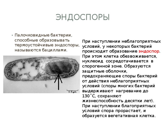 эндоспоры Палочковидные бактерии, способные образовывать термоустойчивые эндоспоры, называются бациллами. При наступлении неблагоприятных условий, у некоторых бактерий происходит образование эндоспор . При этом клетка обезвоживается, нуклеоид сосредотачивается в спорогенной зоне. Образуются защитные оболочки, предохраняющие споры бактерий от действия неблагоприятных условий (споры многих бактерий выдерживают нагревание до 130˚С, сохраняют жизнеспособность десятки лет). При наступлении благоприятных условий спора прорастает, и образуется вегетативная клетка. 