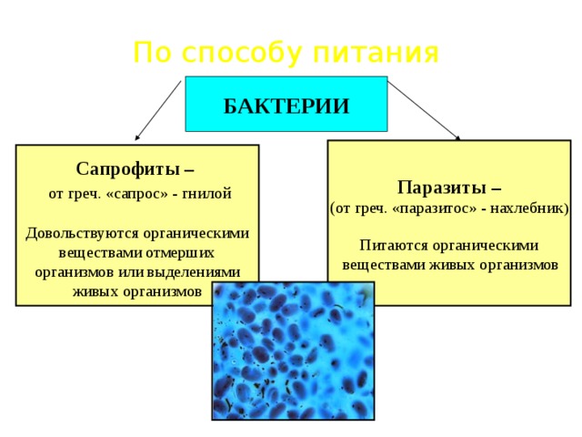 По способу питания БАКТЕРИИ Паразиты – (от греч. «паразитос» - нахлебник ) Питаются органическими  веществами живых организмов  Сапрофиты –  от греч. «сапрос» - гнилой Довольствуются органическими веществами отмерших организмов или выделениями живых организмов 