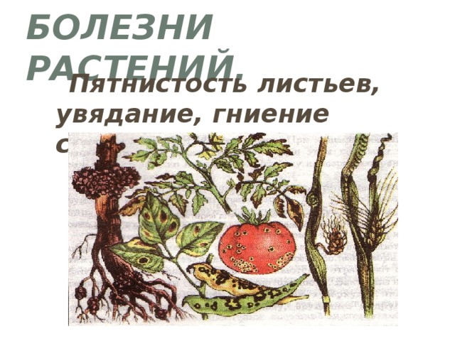 Болезни растений.  Пятнистость листьев, увядание, гниение стеблей и др. 