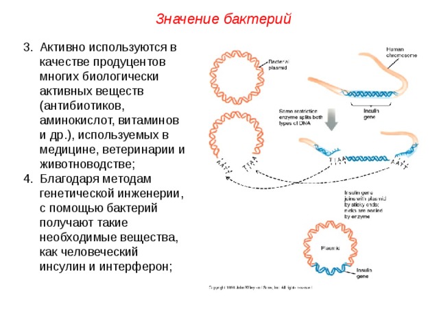 Значение бактерий Активно используются в качестве продуцентов многих биологически активных веществ (антибиотиков, аминокислот, витаминов и др.), используемых в медицине, ветеринарии и животноводстве; Благодаря методам генетической инженерии, с помощью бактерий получают такие необходимые вещества, как человеческий инсулин и интерферон;  