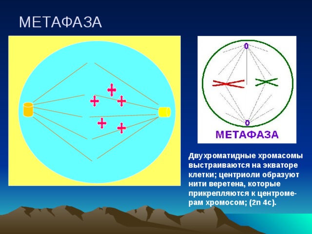           МЕТАФАЗА         Двухроматидные хромасомы выстраиваются на экваторе клетки; центриоли образуют нити веретена, которые прикрепляются к центроме-рам хромосом; (2n 4c). 