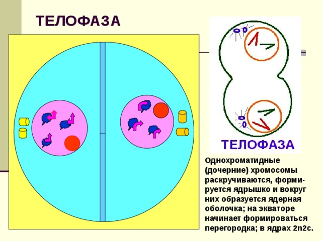 ТЕЛОФАЗА Однохроматидные (дочерние) хромосомы раскручиваются, форми-руется ядрышко и вокруг них образуется ядерная оболочка; на экваторе начинает формироваться перегородка; в ядрах 2n2c. 
